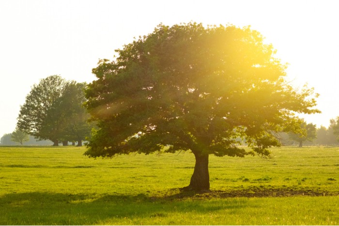 Secrets to Thriving: 7 Key Life Pillars